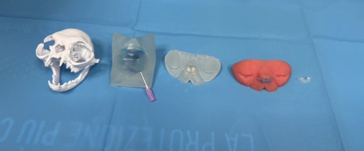 Modelli anatomici stampati in 3D per la pianificazione chirurgica
